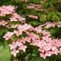 Grootbloemige Japanse kornoelje roze struik